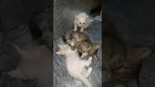 Mama Watching Her Crazy Kittens Playing