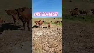 Re-checking little 106! #hashknife #cow #ranching #agriculture #montana &lrm;@HashknifeRanch&nbsp;