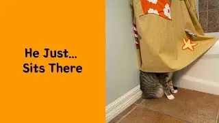50 Times Cats Glitched So Hard, Their Owners Couldn&rsquo;t Stop Laughing