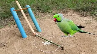 Unique Technology Parrot Trap Using PVC Pipe And Wood - Easy Quick Bird Trap