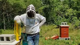 Protecting Your Bees: Installing an Electric Fence After a Bear Attack