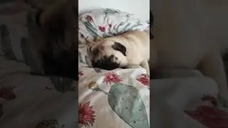 Good night #sleeping #pug #carlino