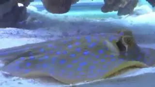 Gray smoothhound shark