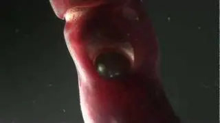 Wonky eyed squid, Histioteuthis