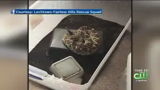 Video Shows 23 Snakes Removed From Bucks County Apartment