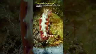 Hypselodoris #nudibranch feeding #dauin #scubadiving