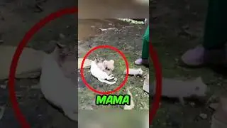 Mama Cat's Second Chance
