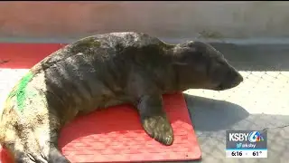 It's seal pupping season, but people aren't staying far enough away