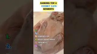 Ranking CHONKY CATS