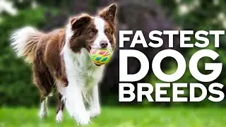 Top 10 Fastest Dog Breeds