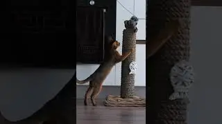 Kitten Climbing Chaos - #youtubeshorts #funny #youtube #Comedy #Funny #Jokes #Humor #Comedy #LOL