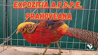 EXPOZITIA A.P.O.P.E. PRAHOVEANA