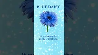 Blue Daisy Symbolic Meaning and it symbolizes the purity of emotions💙 Click the link  in our bio!!!