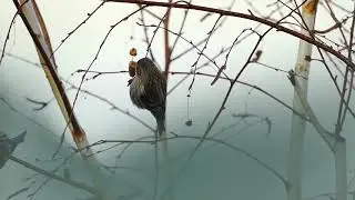 Hoary Redpoll Call & Song | Authentic Backyard Bird Sounds