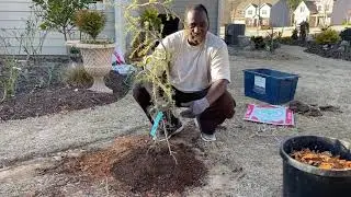 How to Plant a Blue Atlas Cedar