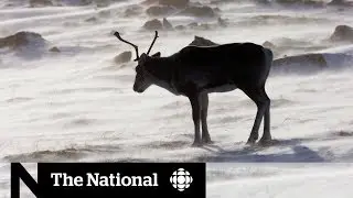 Animal populations have fallen 60 per cent since 1970