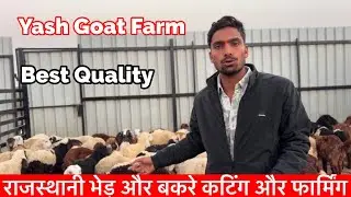 Live Bakra For Sale | Goat Farm Video at Yash goat farm