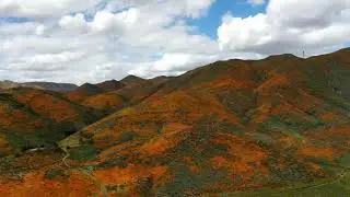 Walker Canyon Superbloom & Poppy Fields (2019)