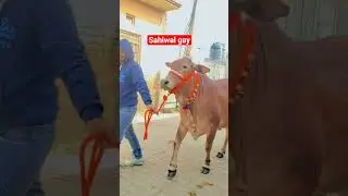 sahiwal gay #cow #jaimatadi #jaishreeram