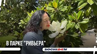 В Сочи зацвела Магнолия крупноцветковая