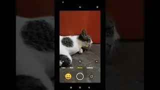 latihan photo kucing di rumah