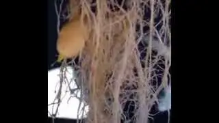 Dewey Mister Aeroponics growing potatoes!!