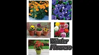 15 Winter Flowers