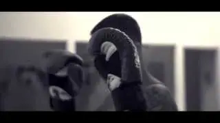 husaria & Fantom fight camp