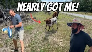 That Was Close! (Feeding The LongHorns) @DossFarm
