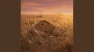 Soft Life