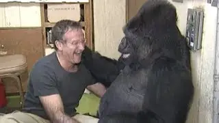 Koko, gorilla who knew sign language, dies at age 46