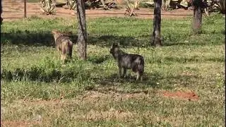 A Pack of Golden Jackals In The City .