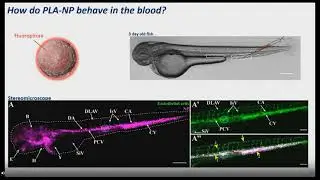 High Resolution Imaging of Zebrafish at Nano and Millimeter Scale Using Andor Dragonfly