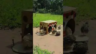 Unique DIY Quail Trapping Using Paper Box #shortvideo #shorts #ytshorts