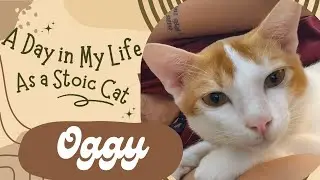 The Secret Life of Cats 🐱 | Funny Cat Compilation