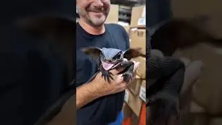 #flying#flying dinosaur#black colour dinosaur#dinosaur kid#so cute#so small#subscribe my channel 🙏🙏🙏