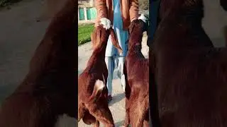 Asif Ali goat farm 0316..555..95..25 WhatsApp number location Dera Ghazi Khan cargo all Pakistan 🇵🇰