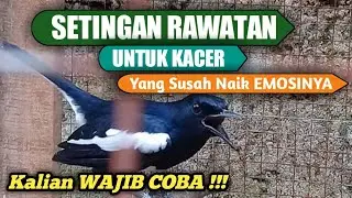 KALIAN WAJIB COBA !!! SETINGAN RAWATAN UNTUK KACER TIPE DINGIN YANG SUSAH NAIK EMOSINYA