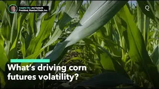 What's Driving the Corn Futures Roller Coaster?