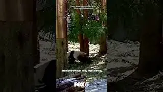 Giant panda Bao Li shows off his acrobatic skills