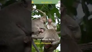 Proboscis Monkey A Primate with a Distinctive Nose and Aquatic Skills