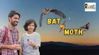 Bat vs Moth: Who wins? || Evolutionary Arms Race