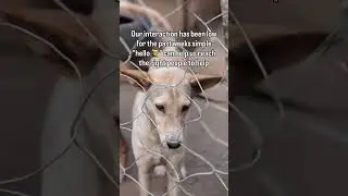 Link in bio to donate #savethedogs #bethechange #makeadifference #doglovers #donatetoday #canada