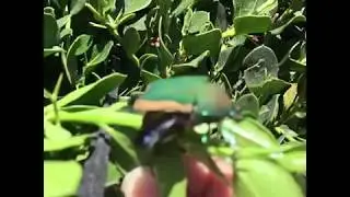 Large Green Beetle Takes Flight In Slow Motion