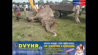 Dead Body of Female Elephant Found Near Chuapara, Forest Department Launches Investigation