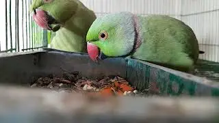 Breeding Time ❤️ Indian Ringneck Parrot Pair Eating Together | Very Cute Moment