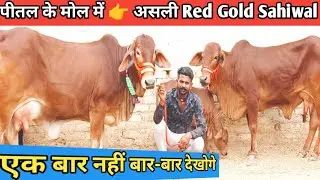Super 🏆 champion 🏆 Real Red Gold Sahiwal Cow 👍 🆕 Video Original Breed 5 Sahiwal Gir Cow For Sale