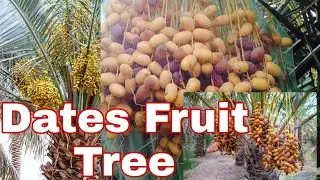 Indroducing! The DATES tree in Middle East Country