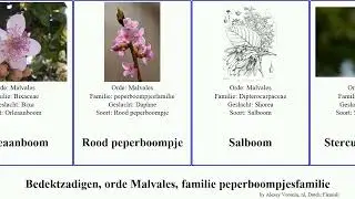 Bedektzadigen, orde Malvales, familie peperboompjesfamilie indica angiosperms colorata Lebowitz