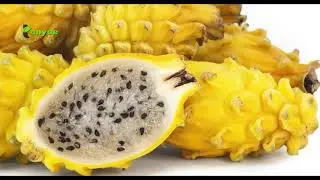 Keajaiban Buah Naga Kuning: Manfaat Super yang Jarang Diketahui! #shortsviral